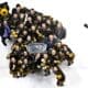 Nottingham Panthers, 2026 IIHF Continental Cup Champions (Image: Panthers Images)